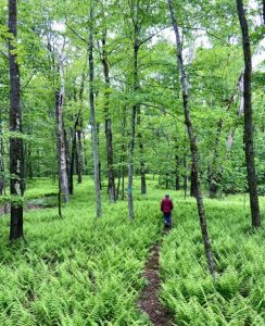 A person hiking through the woods with ferns in bloom. The color green is dominant